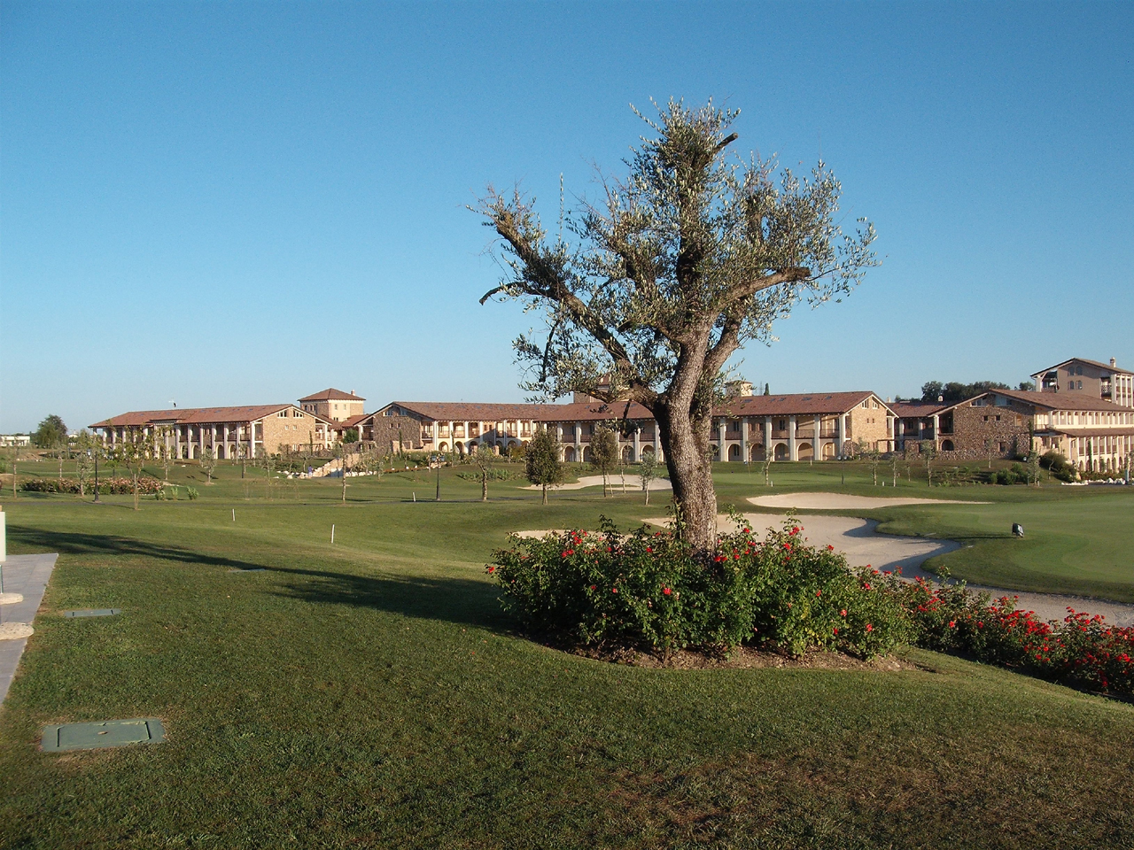 CERVO (6)
